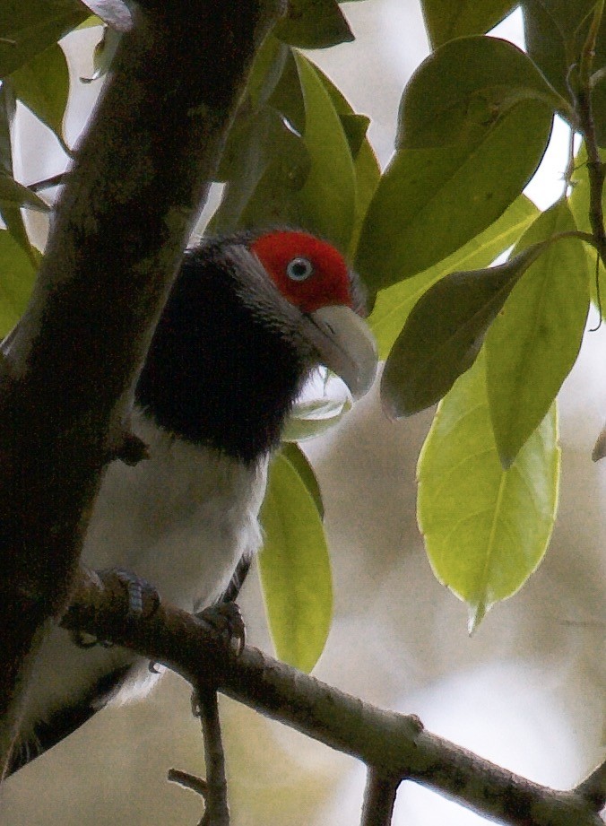 Red-faced Malkoha - ML129752711