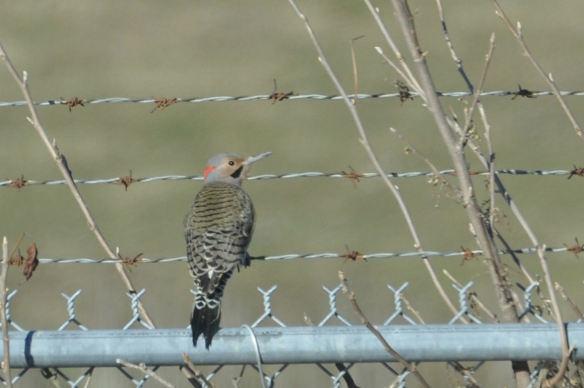 Northern Flicker (Yellow-shafted) - ML129752941