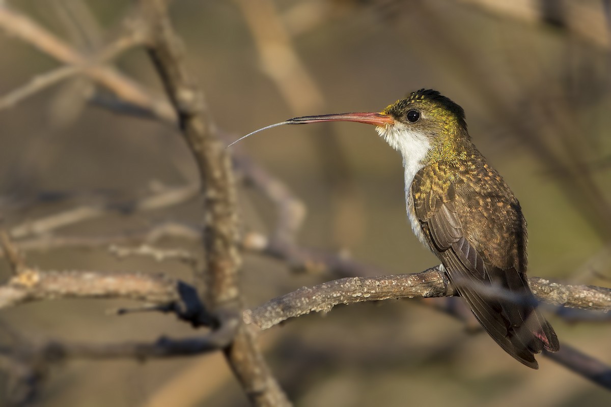 Green-fronted Hummingbird - ML129753641