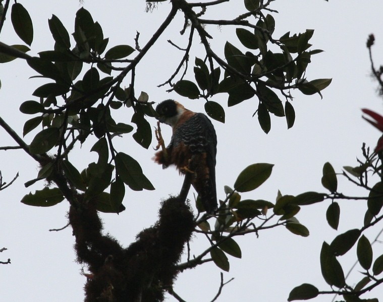 Orange-breasted Falcon - Michael Harvey