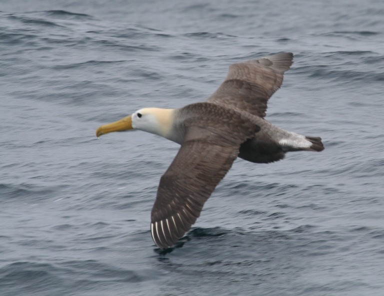 Waved Albatross - Michael Harvey
