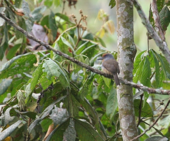 Rufous-capped Nunlet - ML129761711