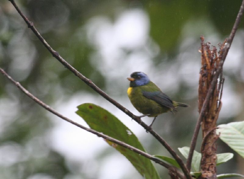 Moss-backed Tanager - Michael Harvey