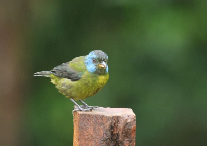 Moss-backed Tanager - Michael Harvey