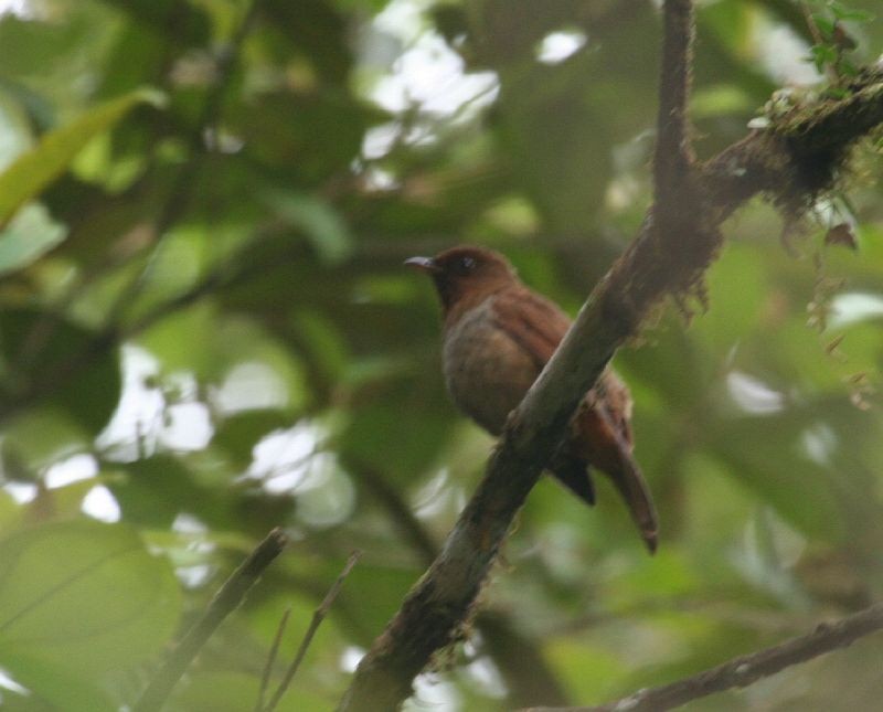 Rufous-brown Solitaire - ML129761831