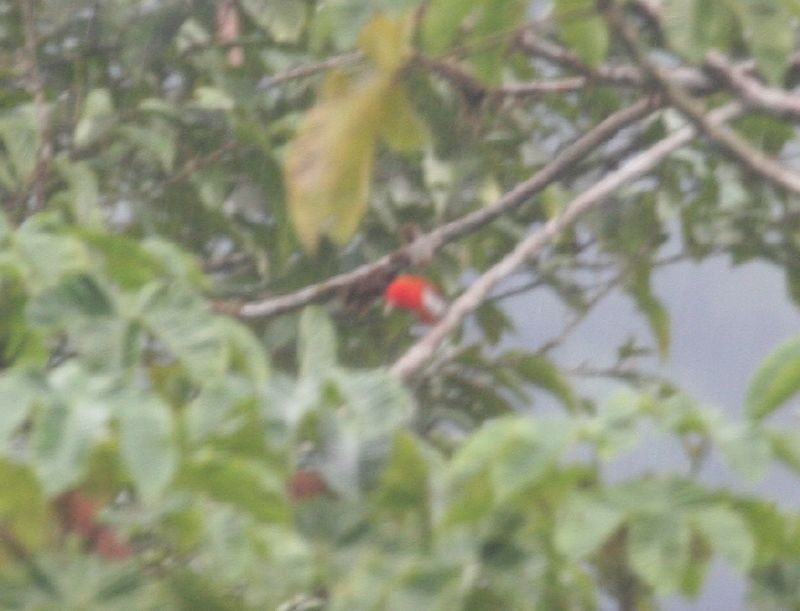 Scarlet-and-white Tanager - Michael Harvey