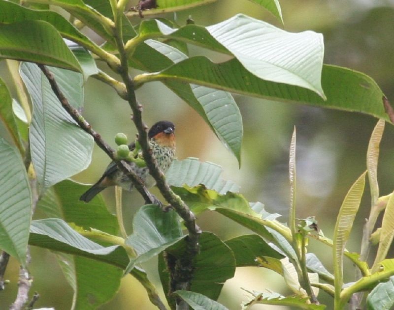 Rufous-throated Tanager - ML129761881