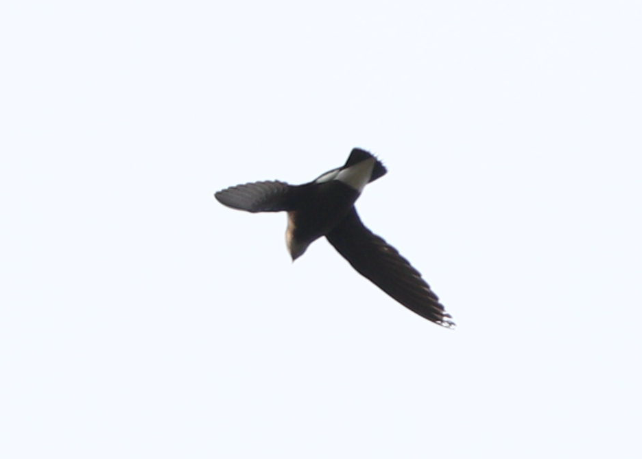 Brown-backed Needletail - ML129764121