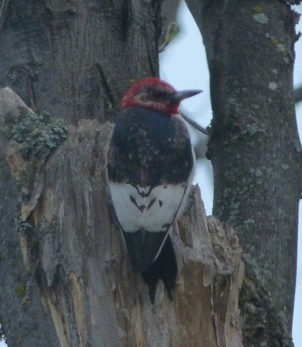 Red-headed Woodpecker - Jim Lind