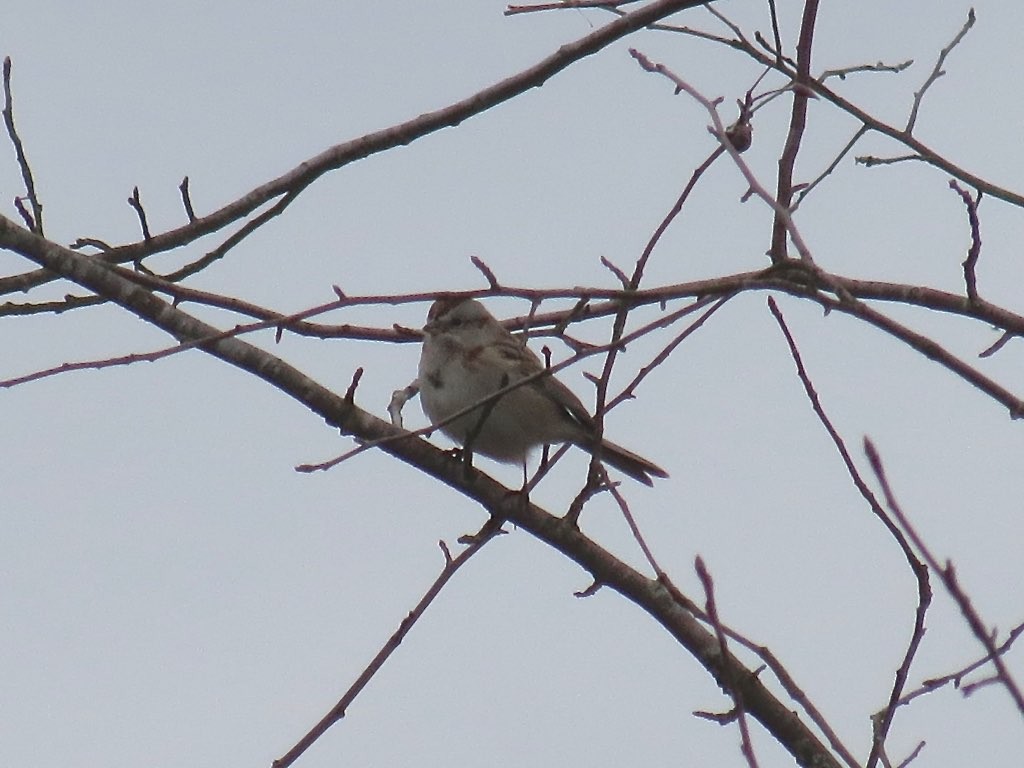 American Tree Sparrow - ML129771611