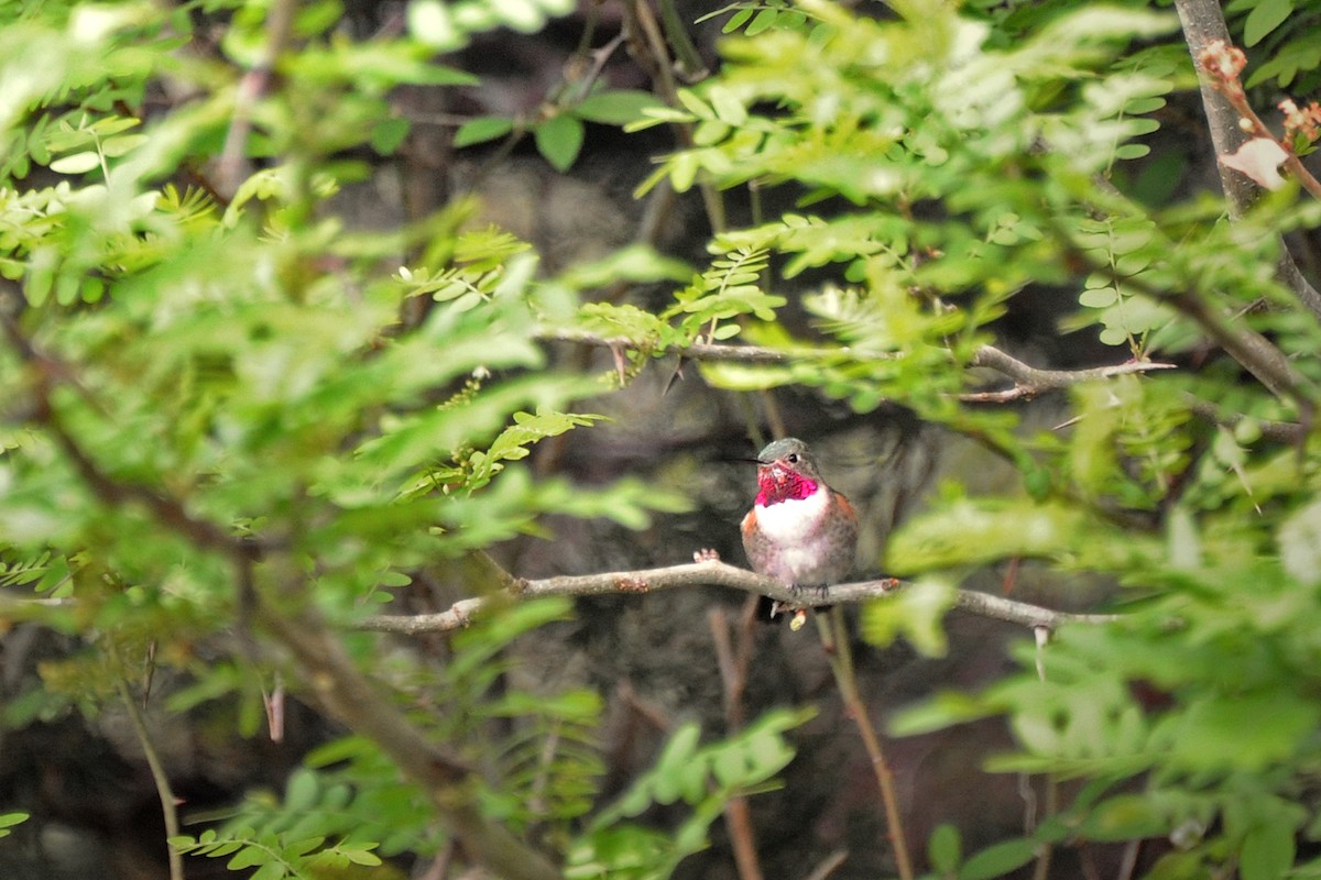 Broad-tailed Hummingbird - Bryan Calk
