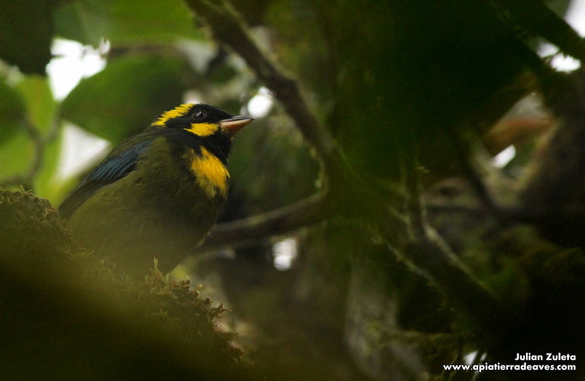 Gold-ringed Tanager - ML129774931