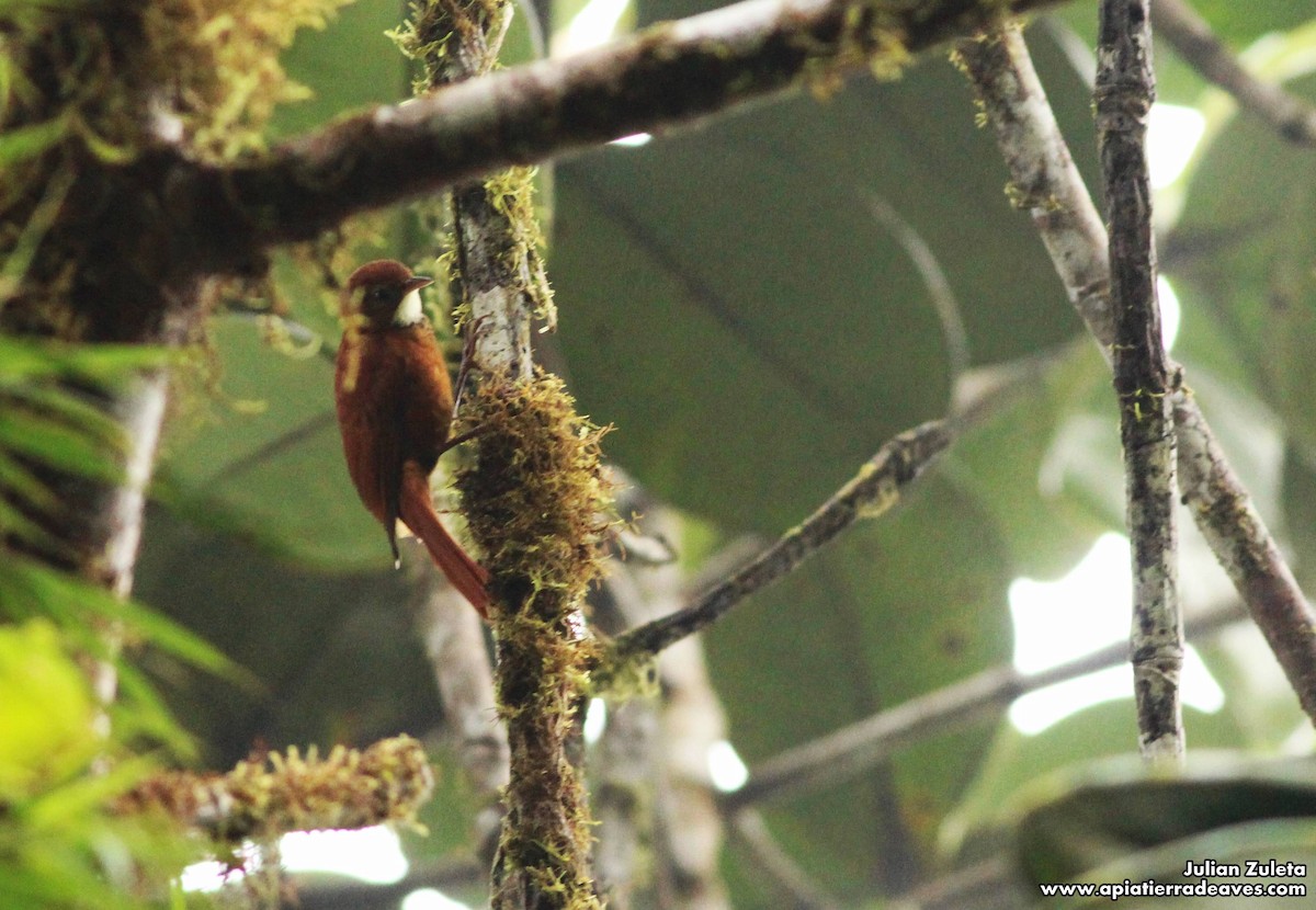 Fulvous-dotted Treerunner - ML129774991