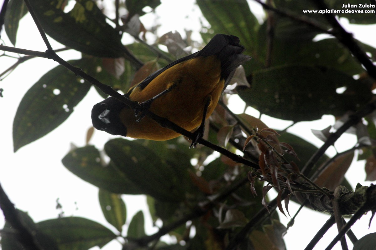 Black-chinned Mountain Tanager - ML129775011