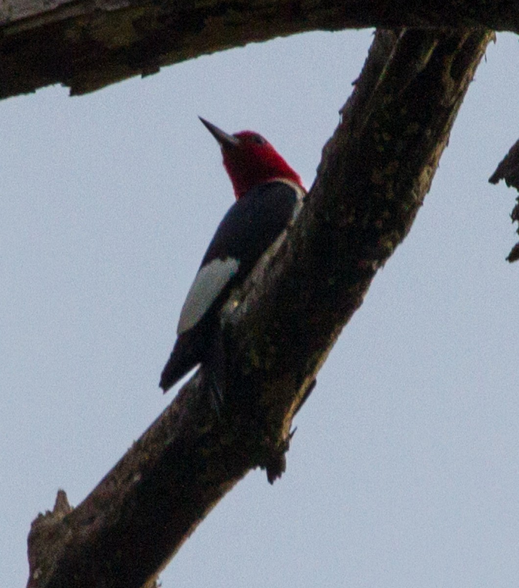 Red-headed Woodpecker - ML129776891