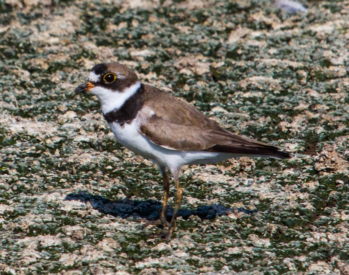Semipalmated Plover - ML129776941