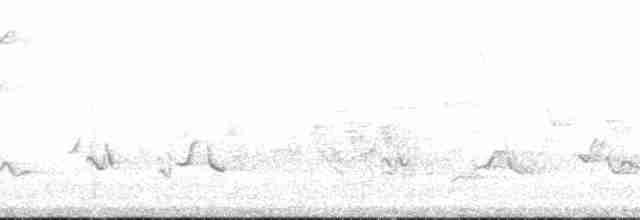 gulbuktykknebb (aureoventris) - ML129777