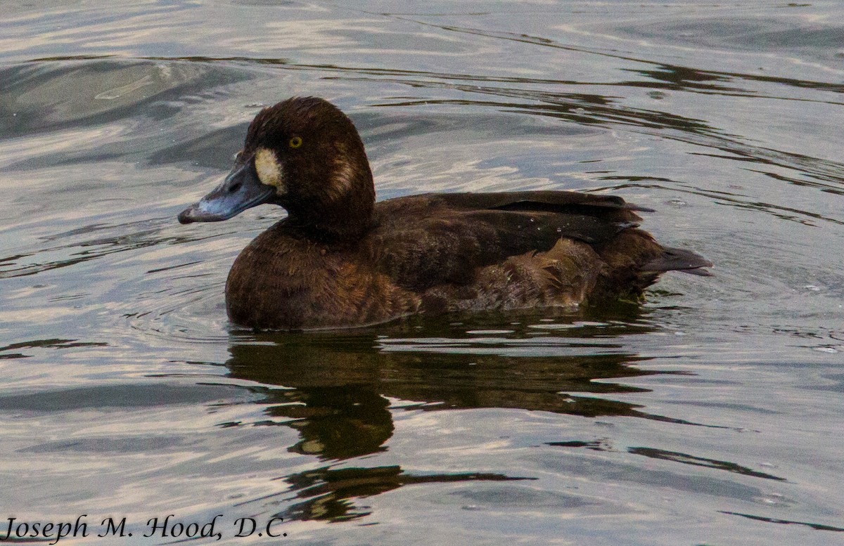 Greater Scaup - ML129778031