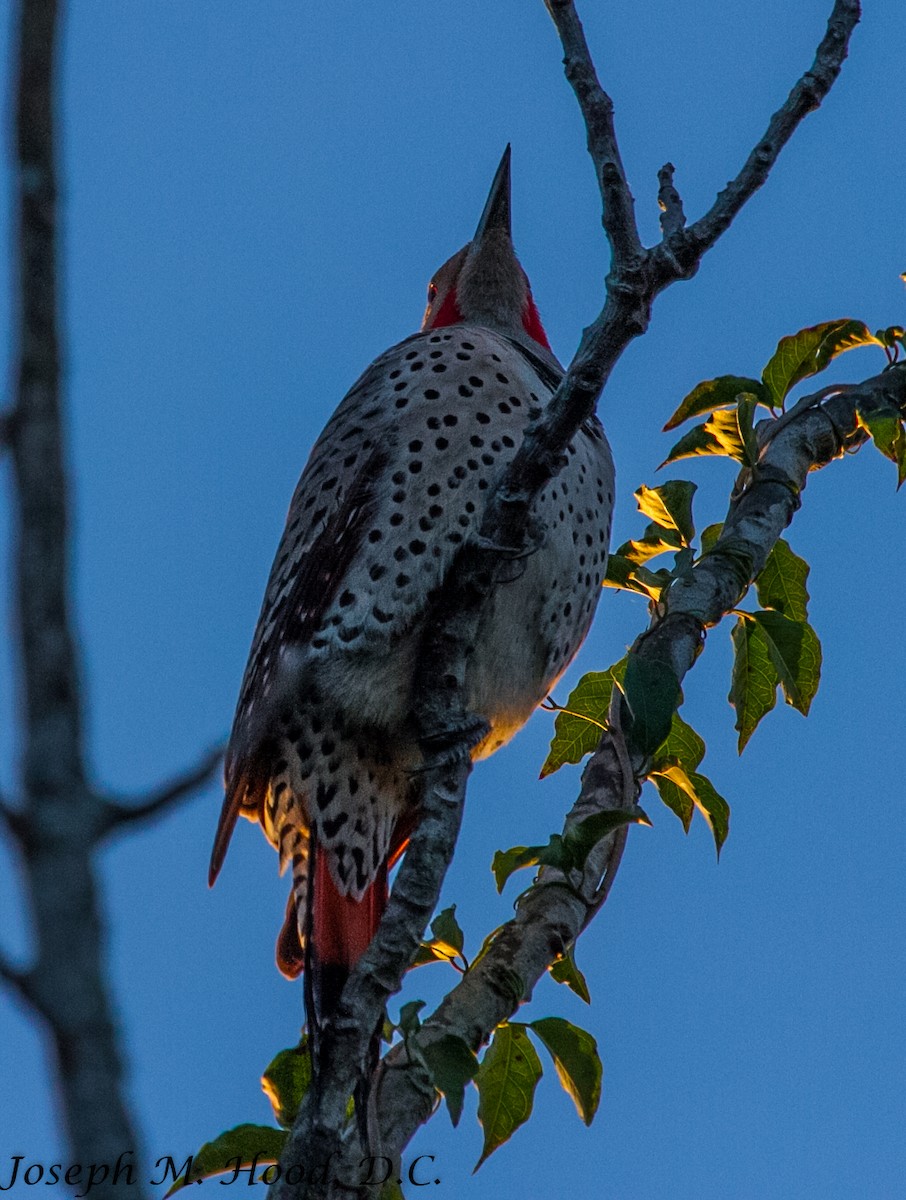 Northern Flicker (Red-shafted) - ML129778081