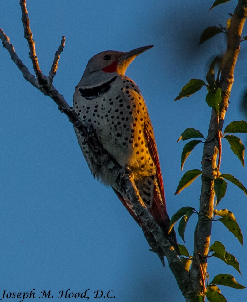 Northern Flicker (Red-shafted) - ML129778091
