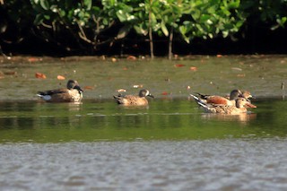 Blue-winged Teal, ML129778951