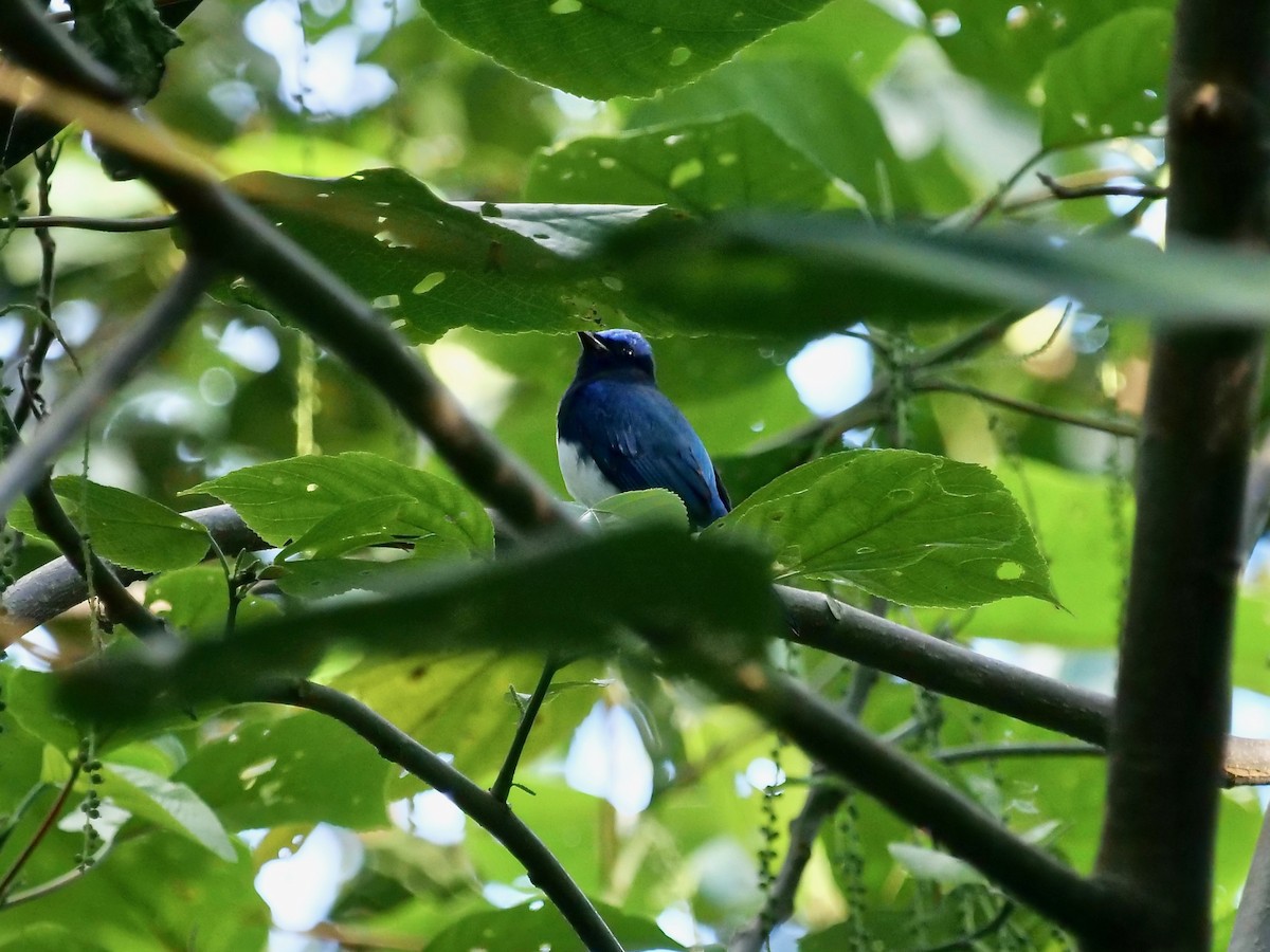 Blue-and-white Flycatcher - ML129784661