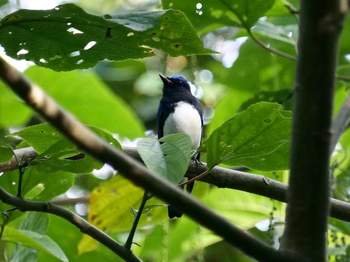 Blue-and-white Flycatcher - ML129784711