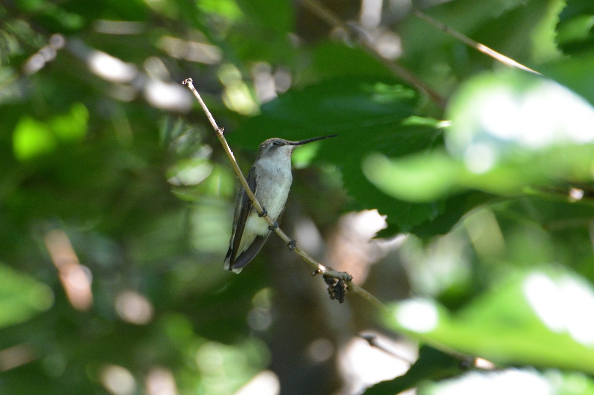 Black-chinned Hummingbird - ML129786011