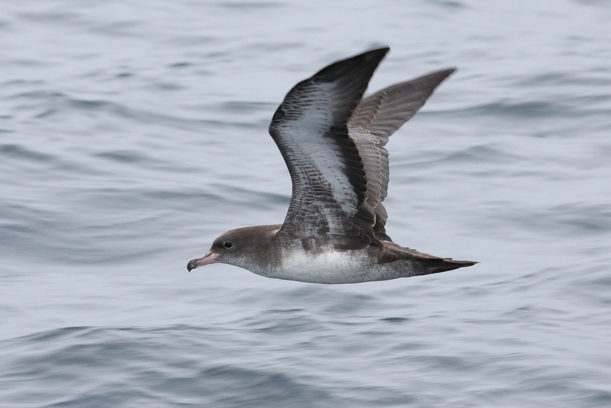 Pink-footed Shearwater - Steve Rottenborn