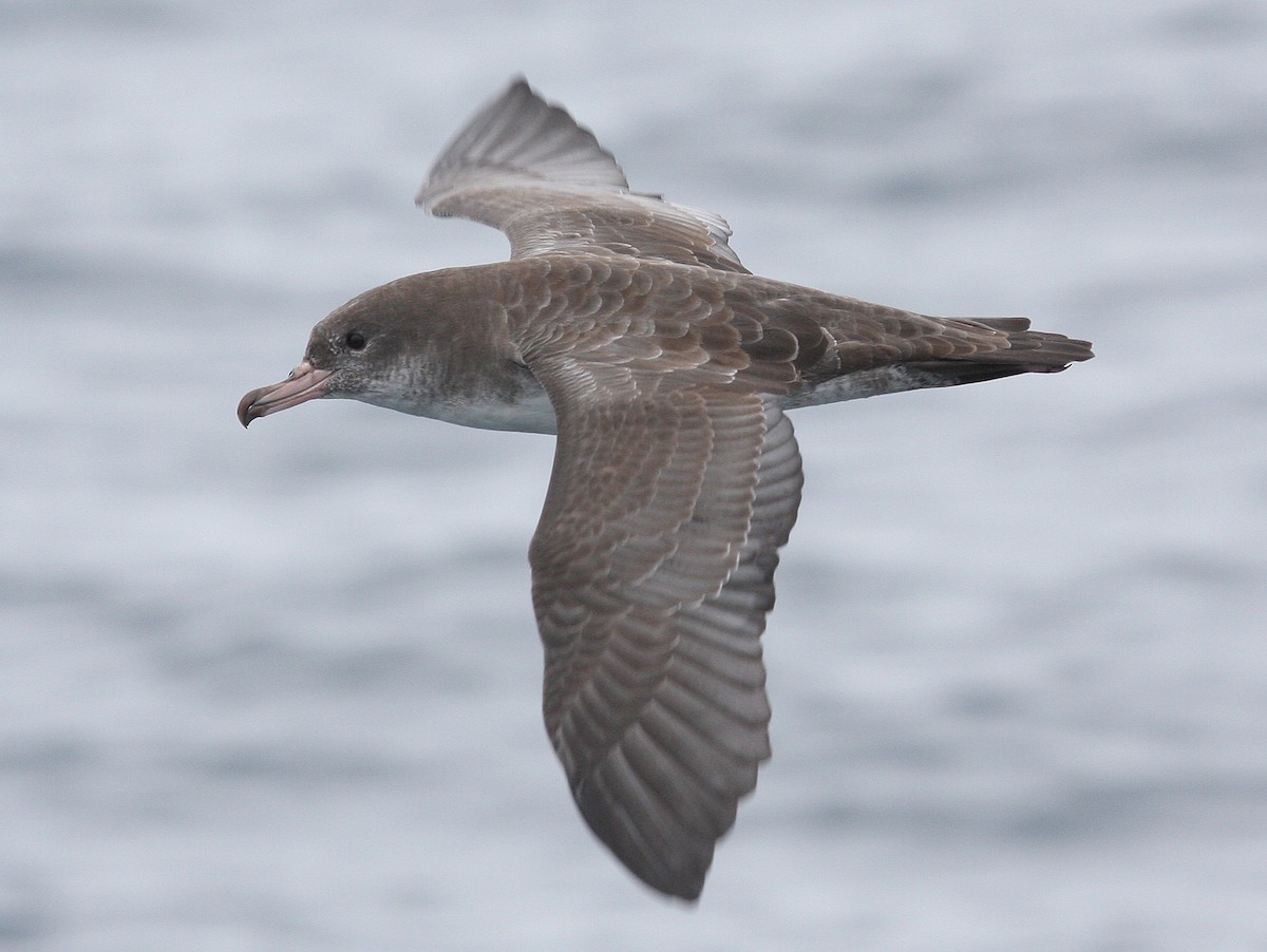Pink-footed Shearwater - ML129787031