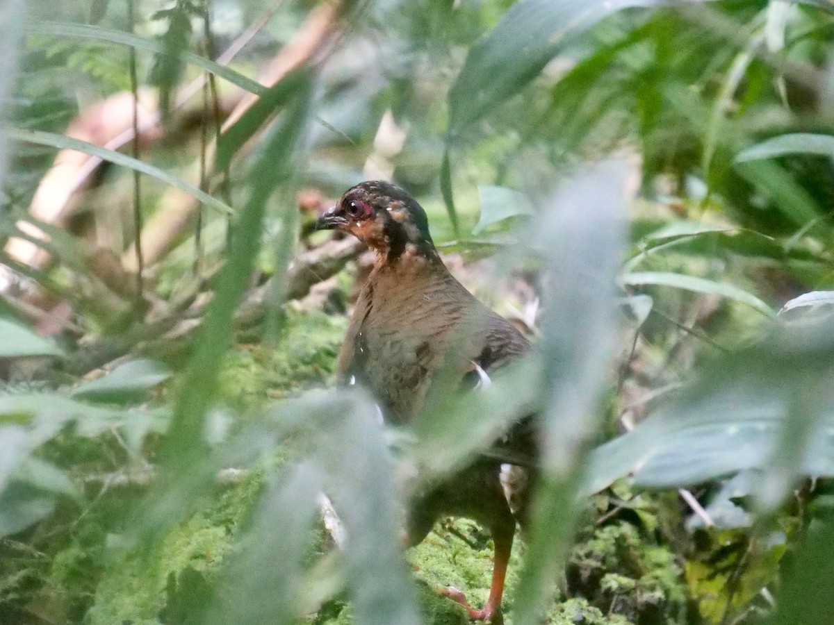 Red-breasted Partridge - ML129787941