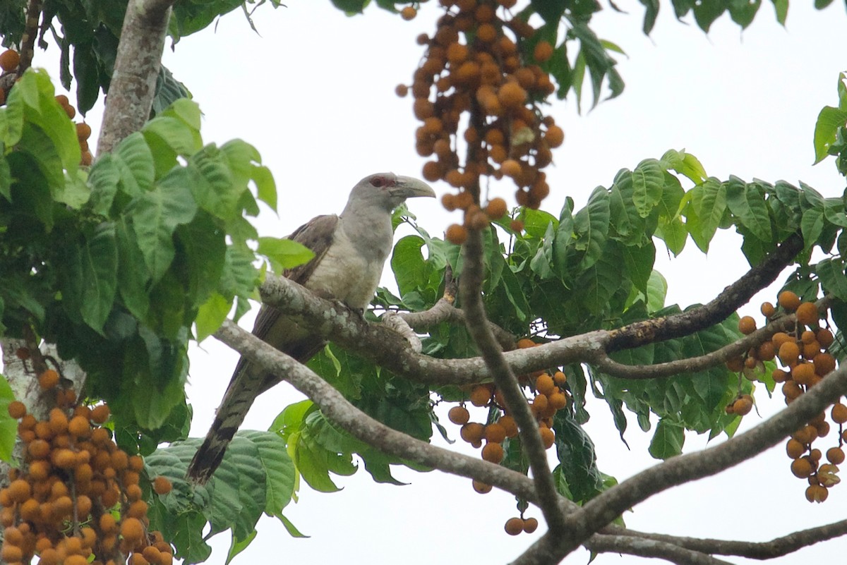 Channel-billed Cuckoo - Qin Huang