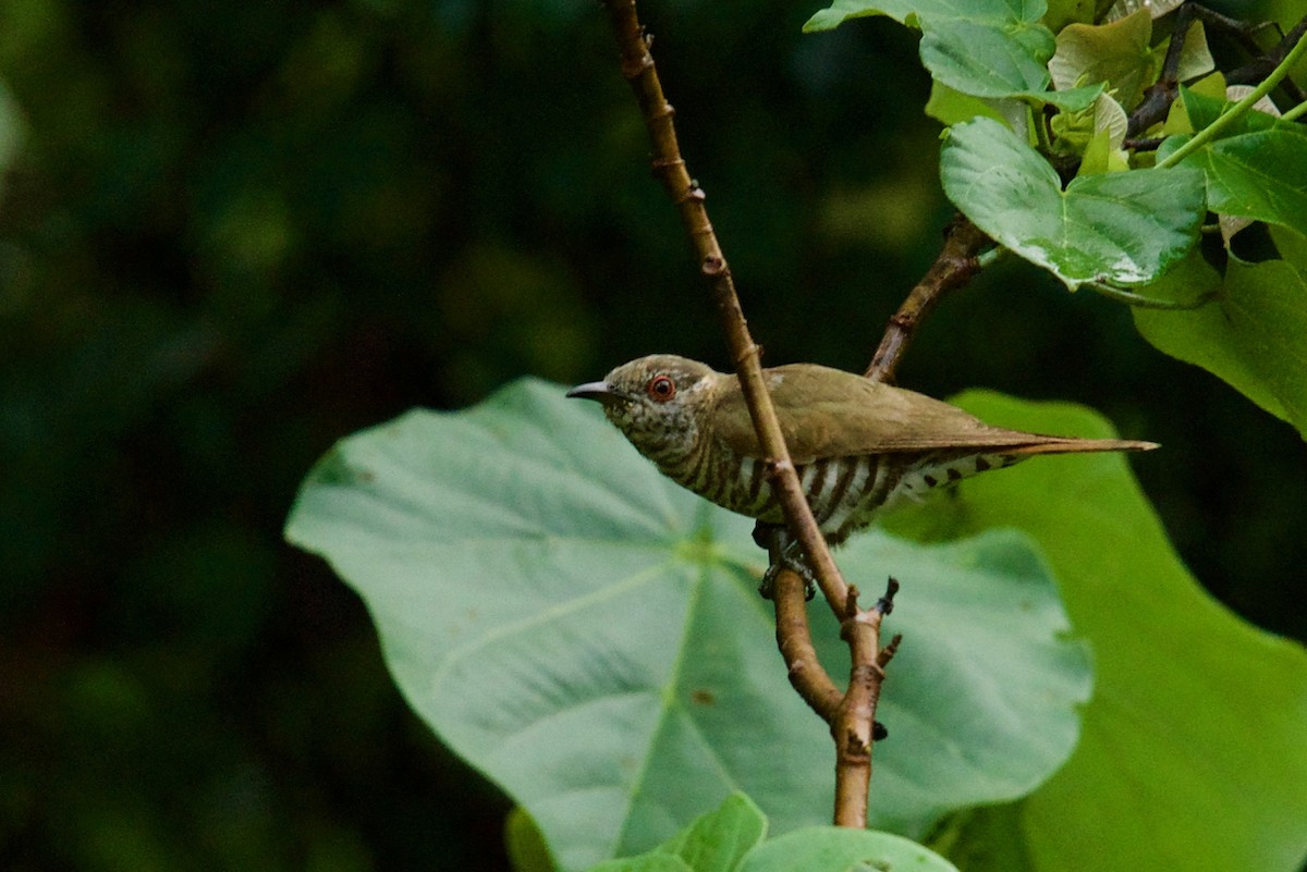 Little Bronze-Cuckoo (Gould's) - Qin Huang