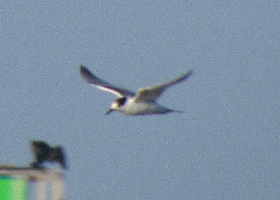 Common Tern - Darren Dowell