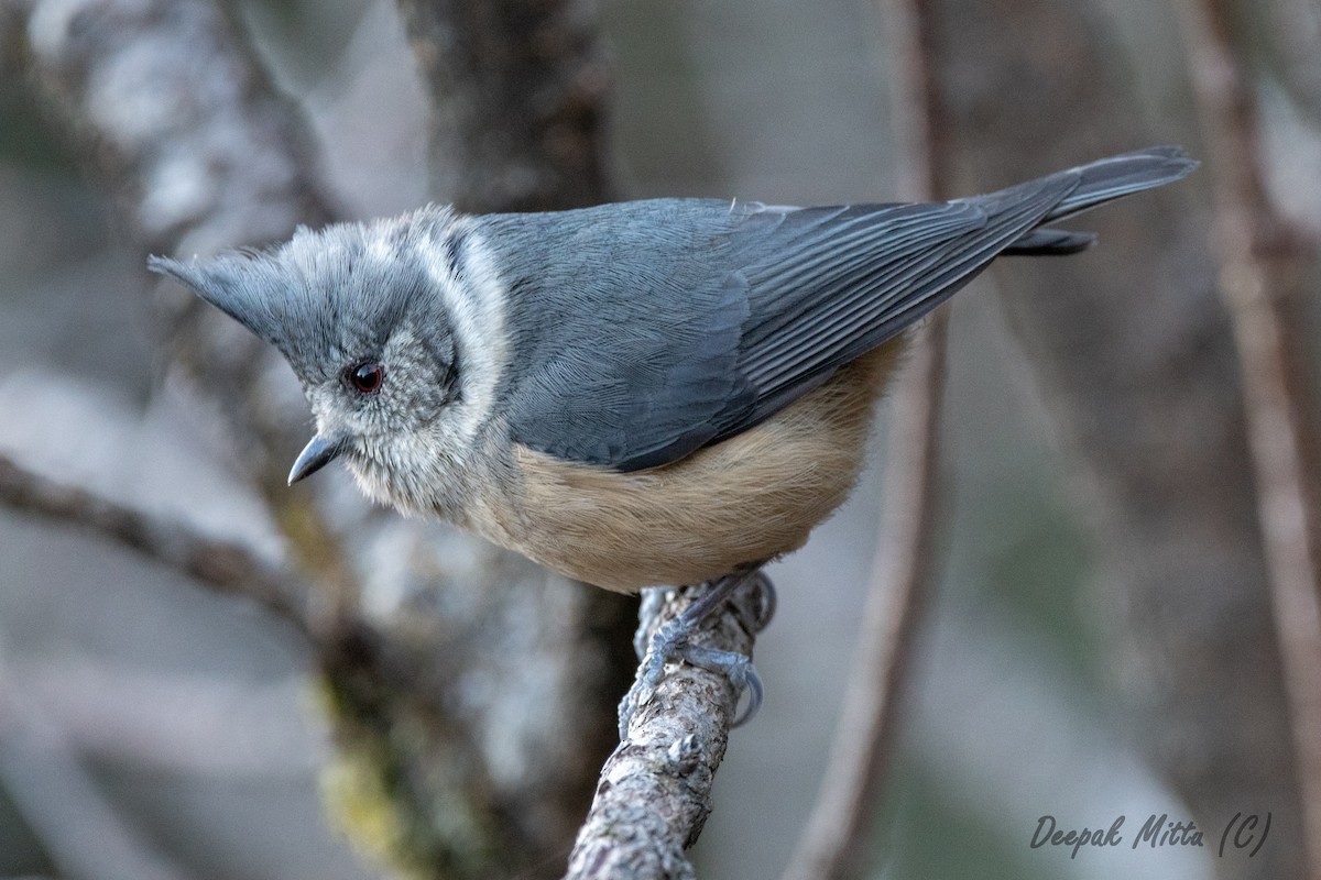 Gray-crested Tit - ML129797451
