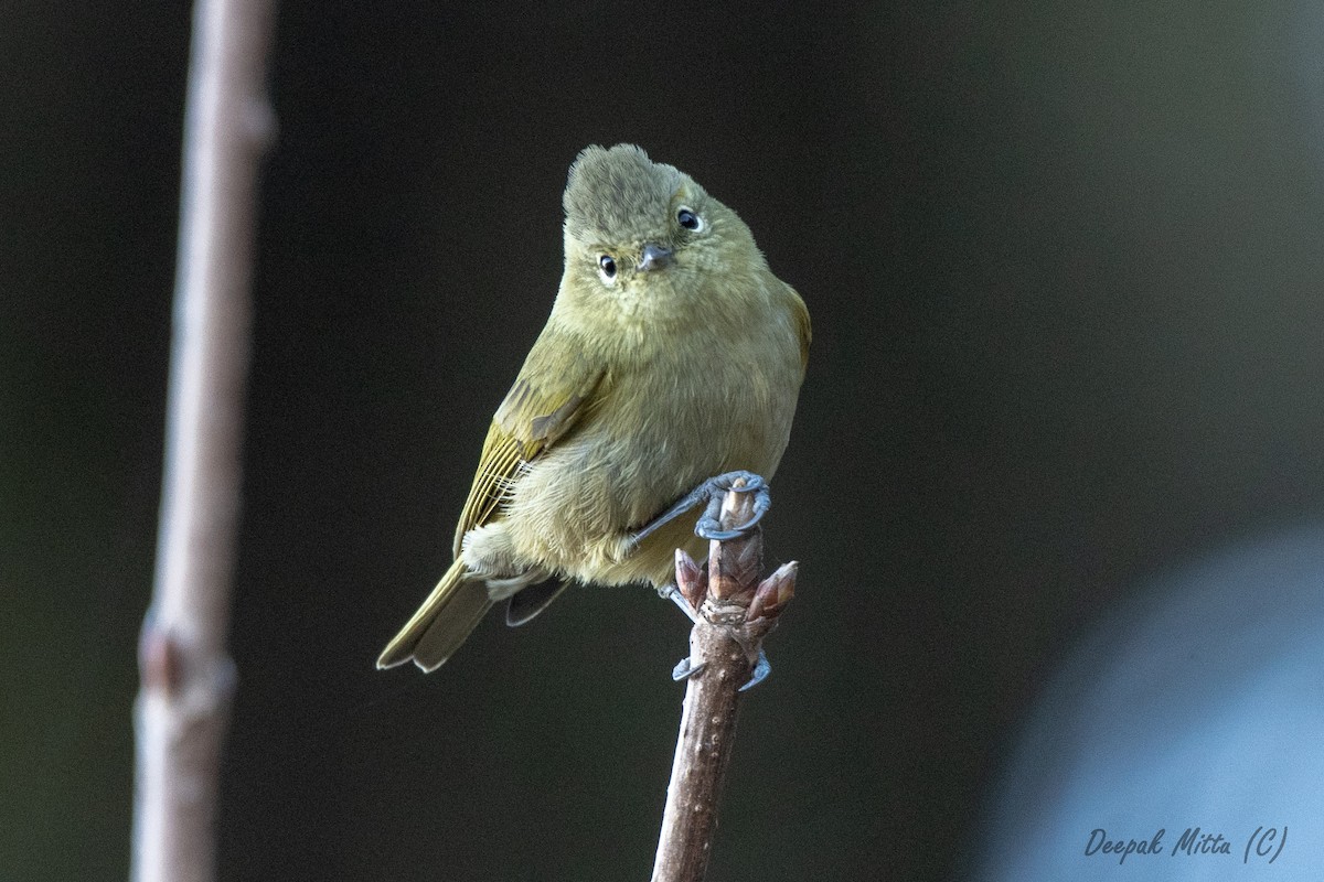 Yellow-browed Tit - ML129797861