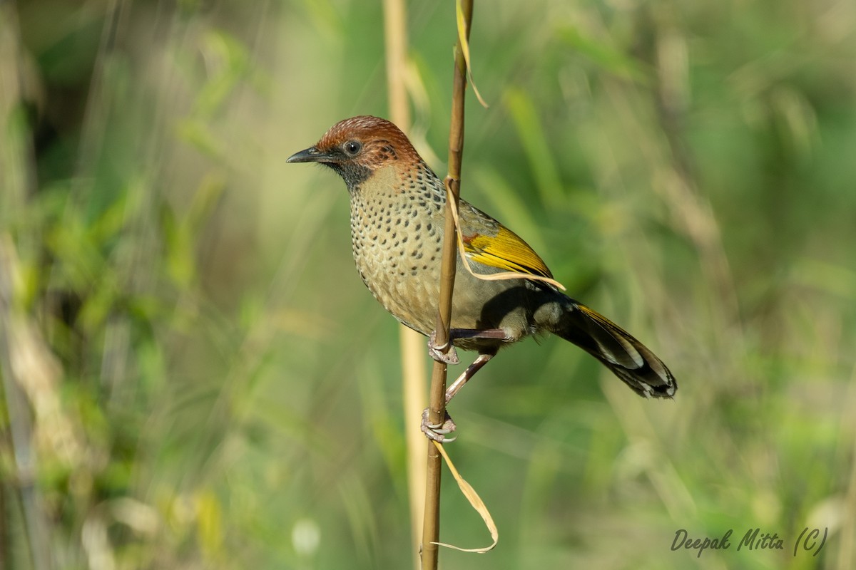 Chestnut-crowned Laughingthrush - ML129799711