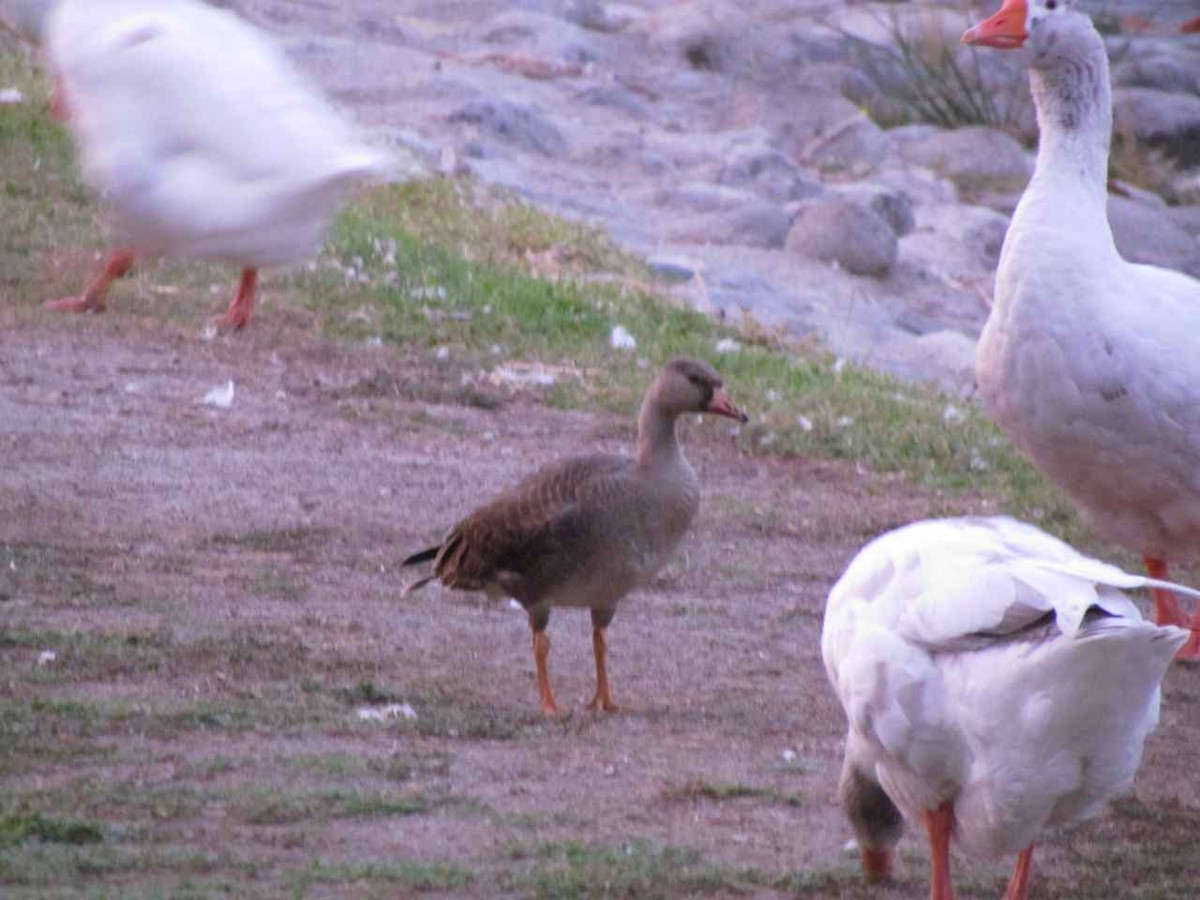 Greater White-fronted Goose - ML129800041