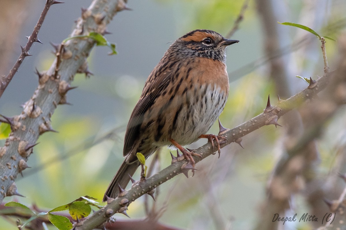 Rufous-breasted Accentor - ML129800171
