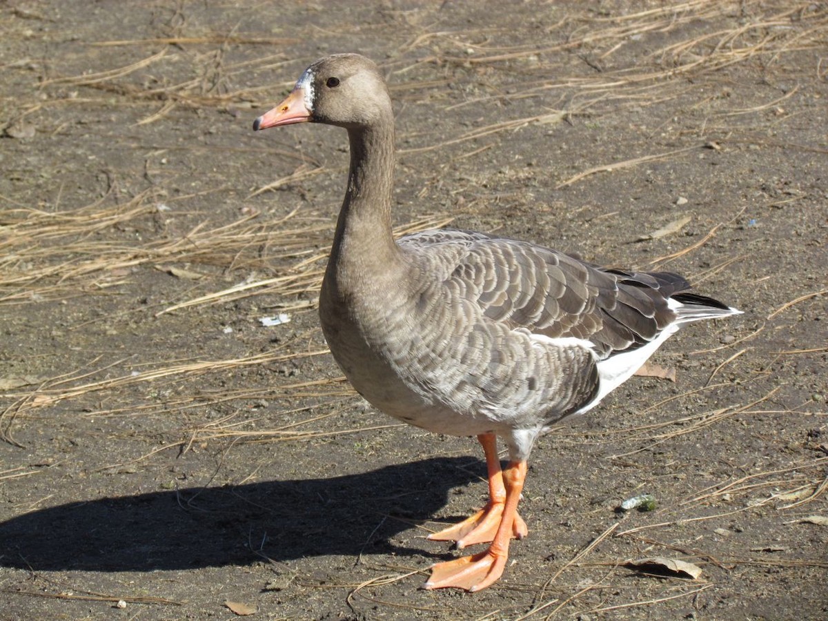 Greater White-fronted Goose - ML129801031