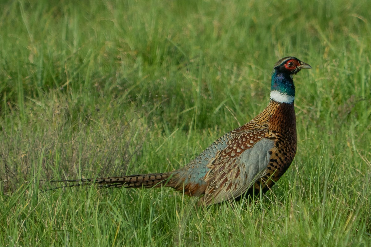 Ring-necked Pheasant - ML129801071