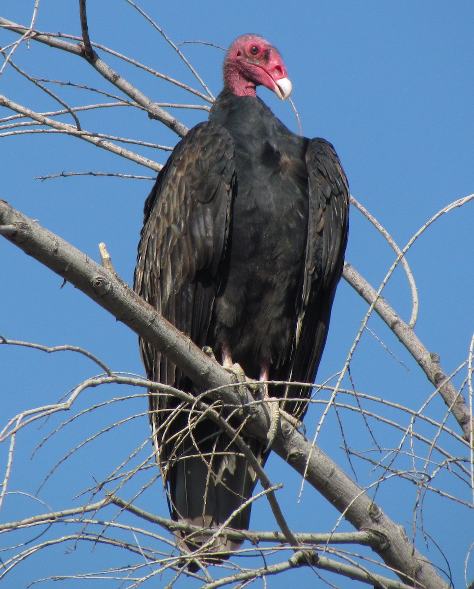 Turkey Vulture - Darren Dowell