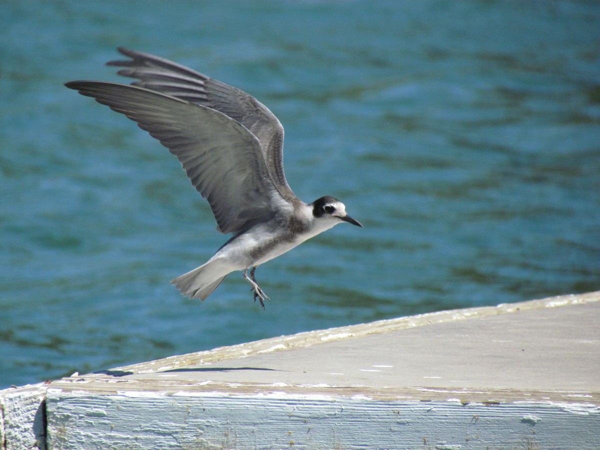 Black Tern - Darren Dowell