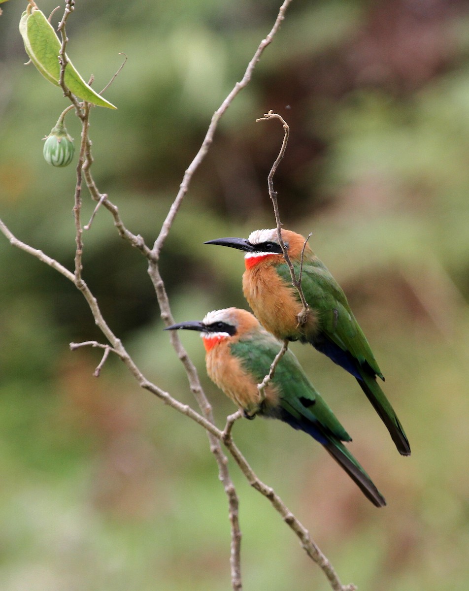 White-fronted Bee-eater - ML129808431
