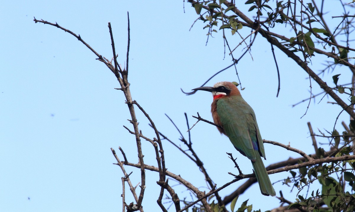 White-fronted Bee-eater - ML129808441