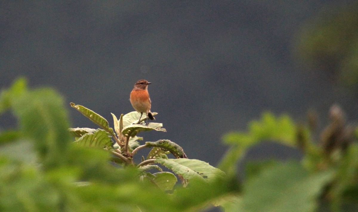 African Stonechat - ML129808531