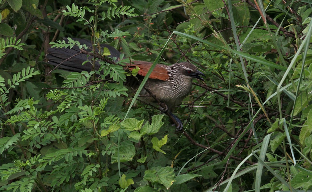 White-browed Coucal - ML129808631