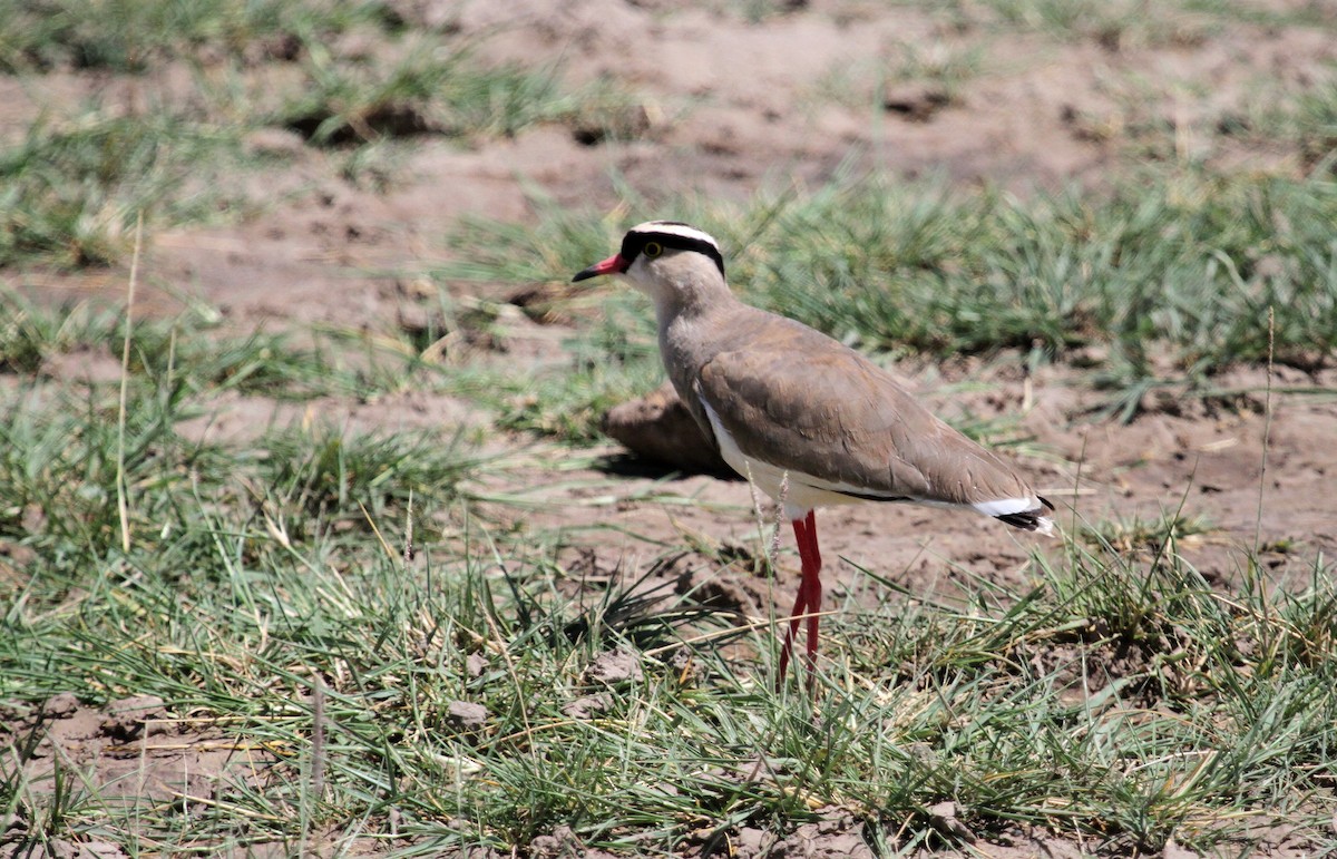 Crowned Lapwing - ML129808831