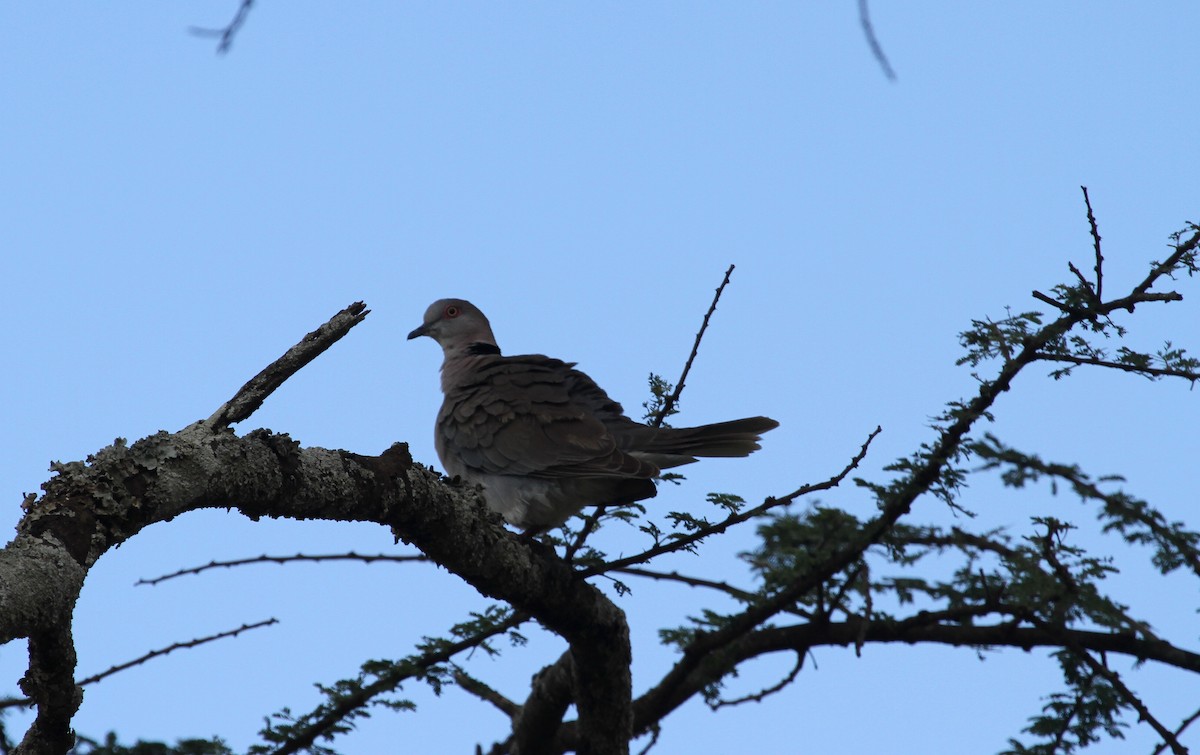 Mourning Collared-Dove - ML129810391