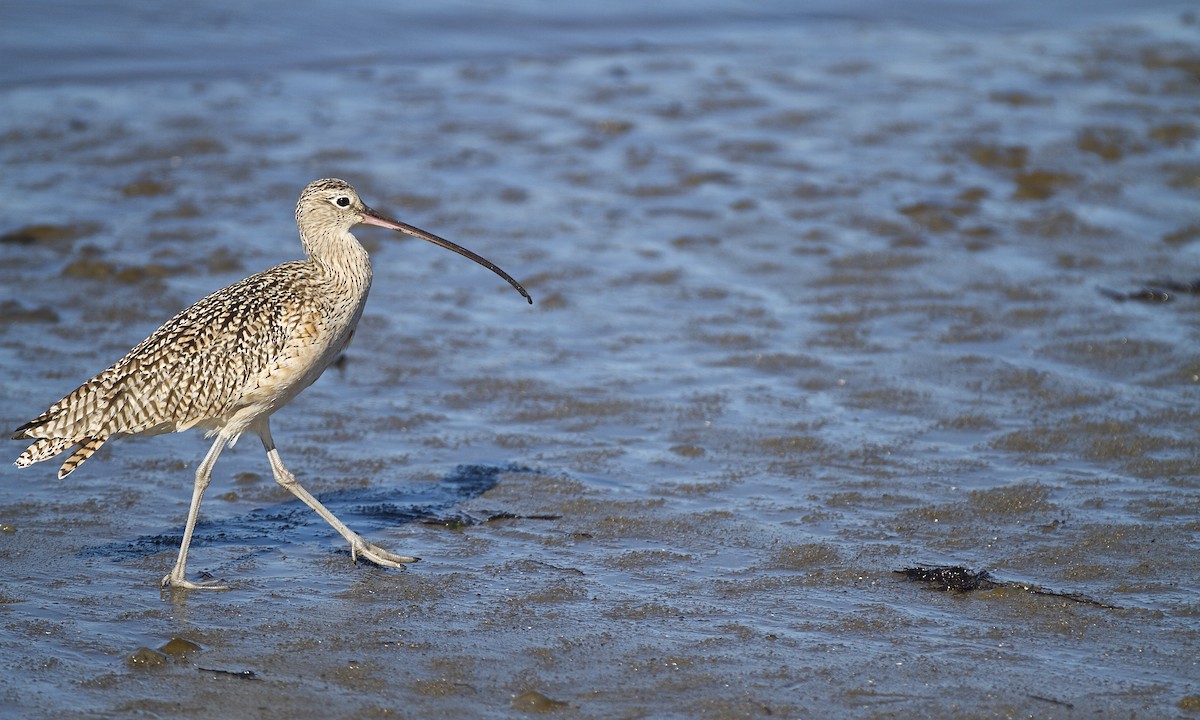 Long-billed Curlew - ML129813121